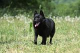 SCHIPPERKE 616